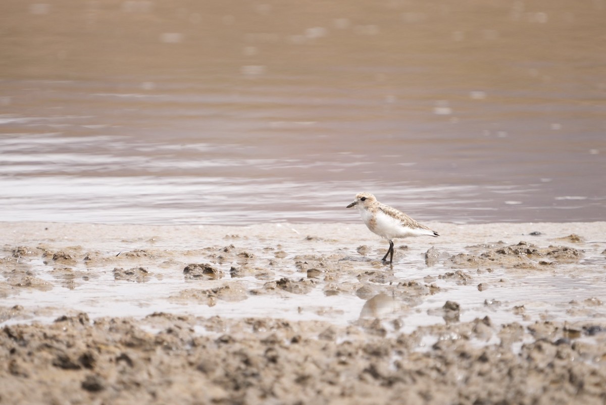 Puna Plover - ML634634000