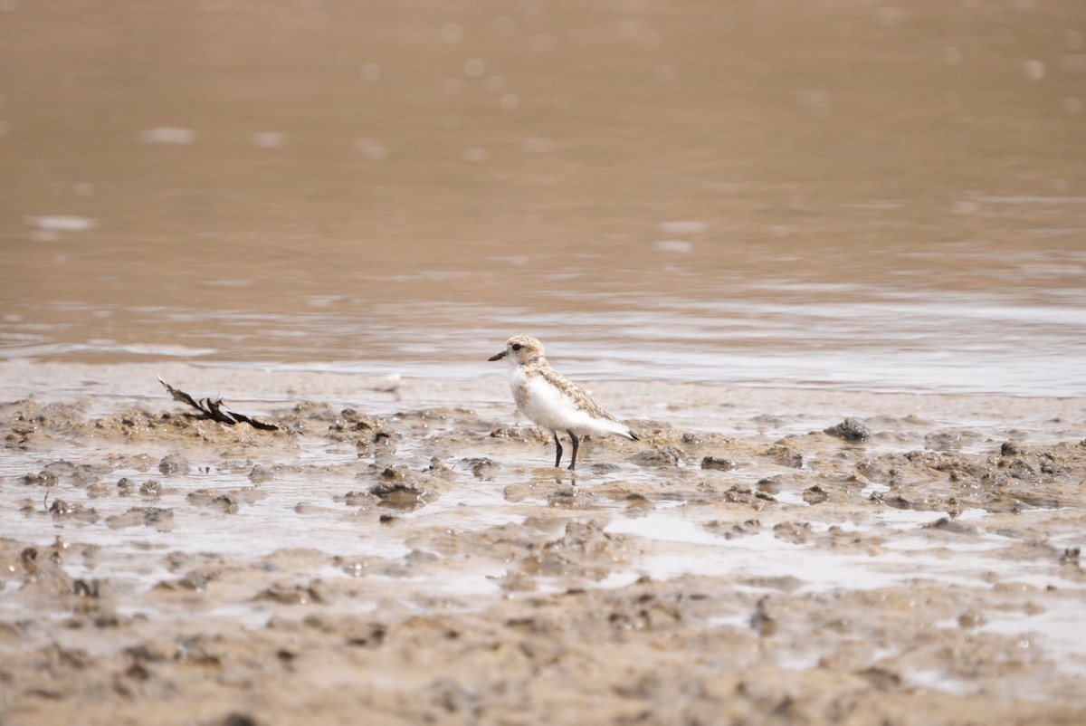 Puna Plover - ML634634001