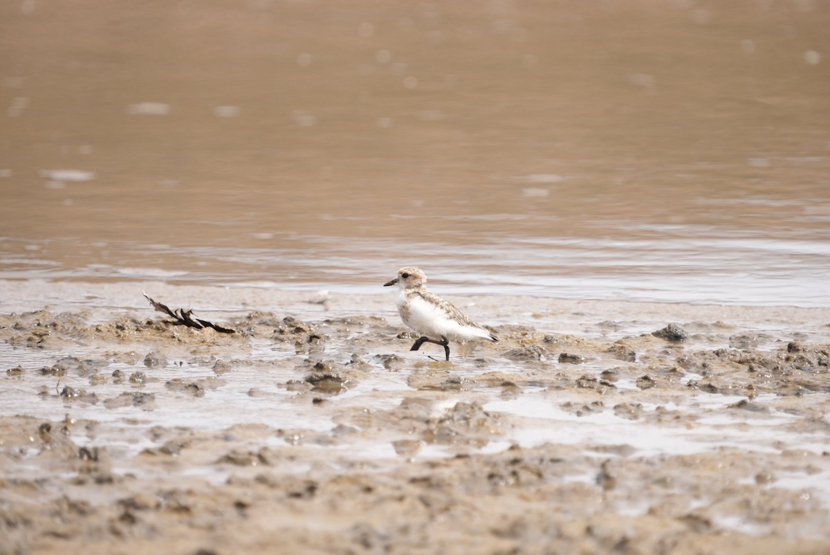Puna Plover - ML634634002