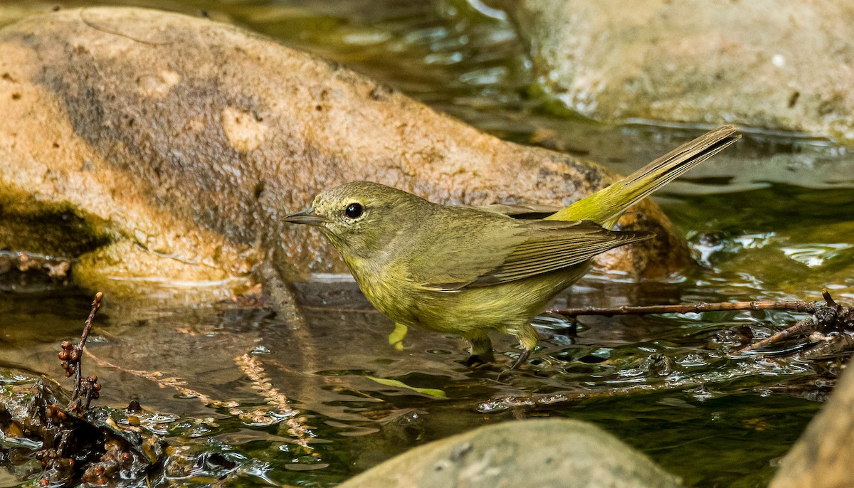Orange-crowned Warbler - ML634634068