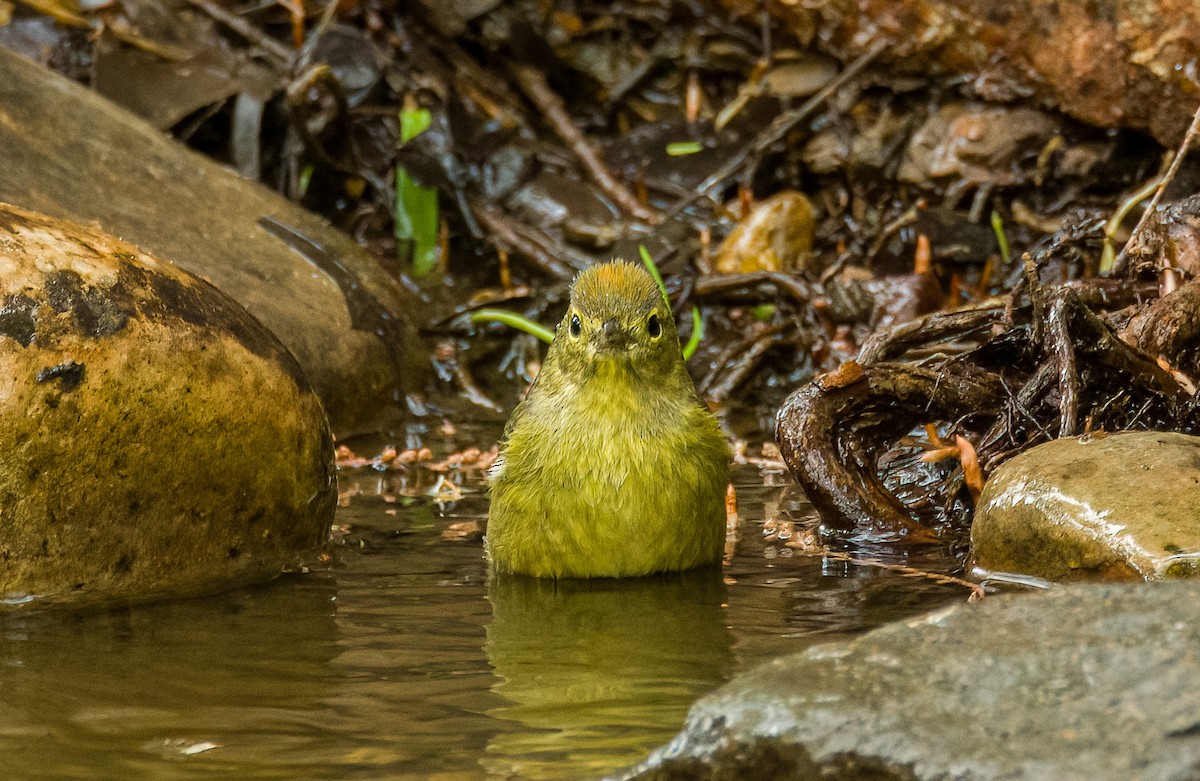 Orange-crowned Warbler - ML634634069