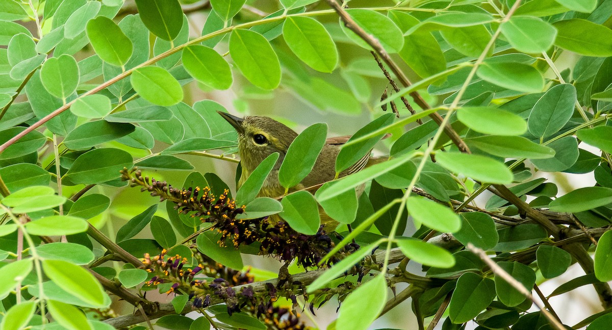 Orange-crowned Warbler - ML634634070