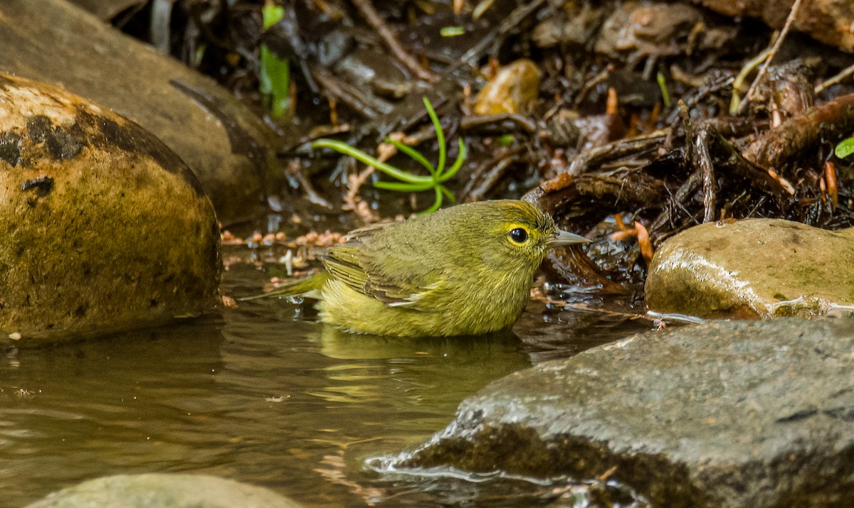 Orange-crowned Warbler - ML634634071
