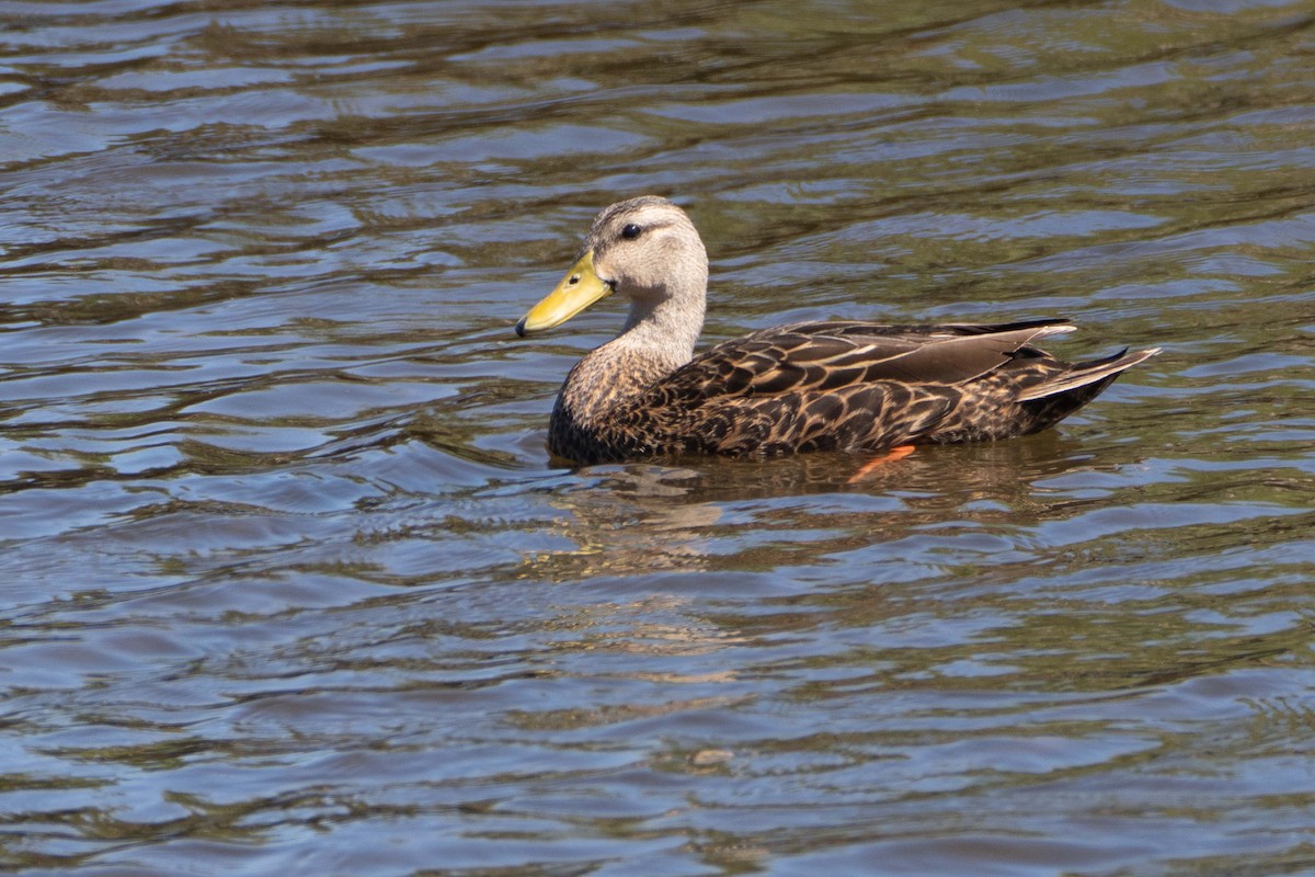 Mottled Duck - ML634634136