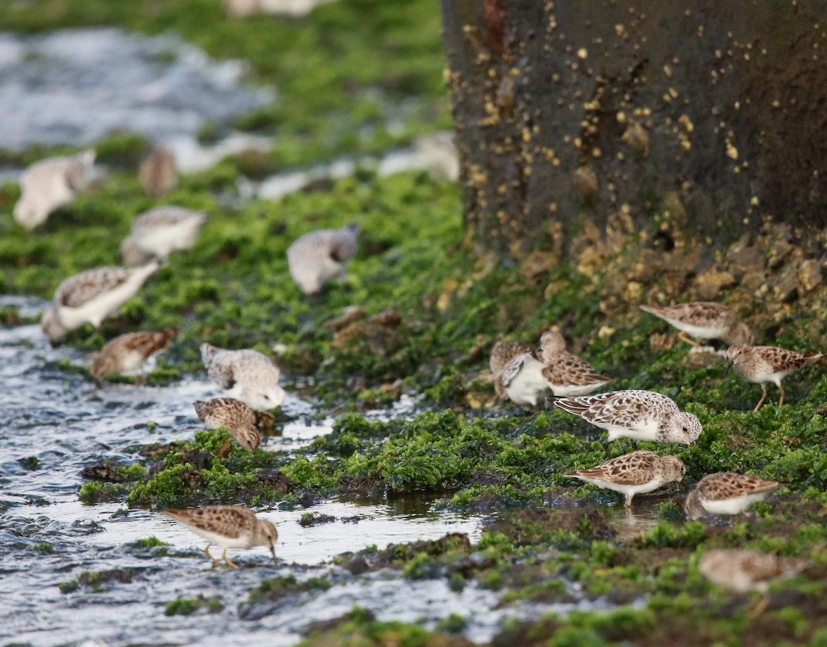 Least Sandpiper - ML634634138