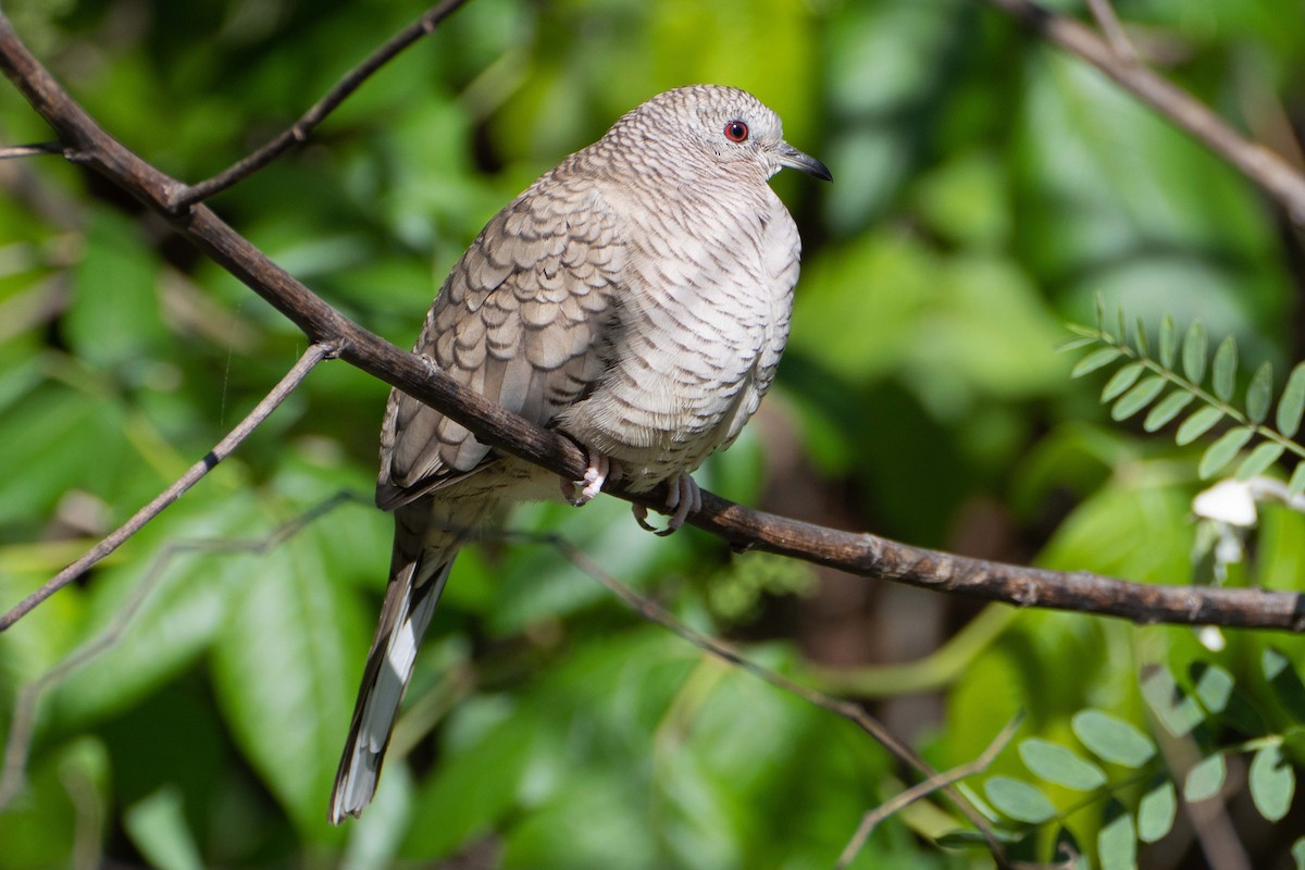 Inca Dove - ML634634228