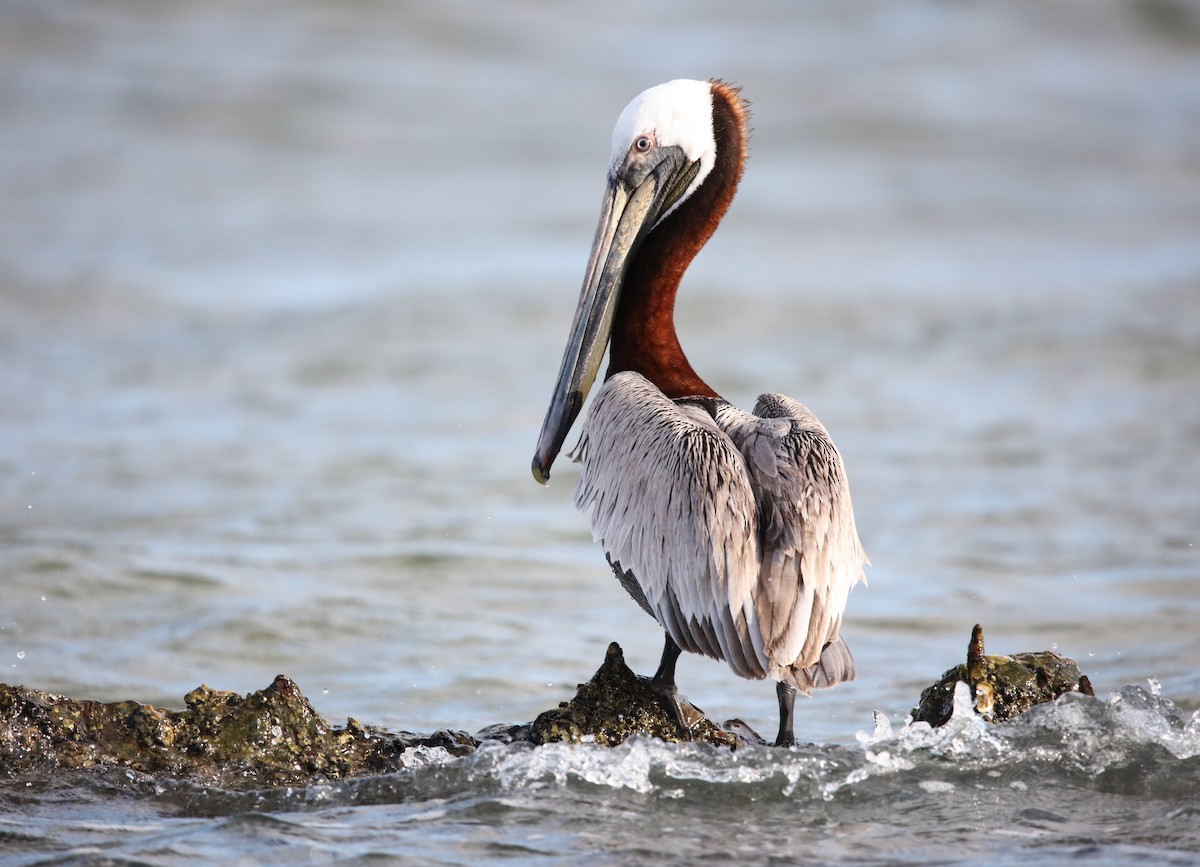 Brown Pelican (Atlantic) - ML634634233
