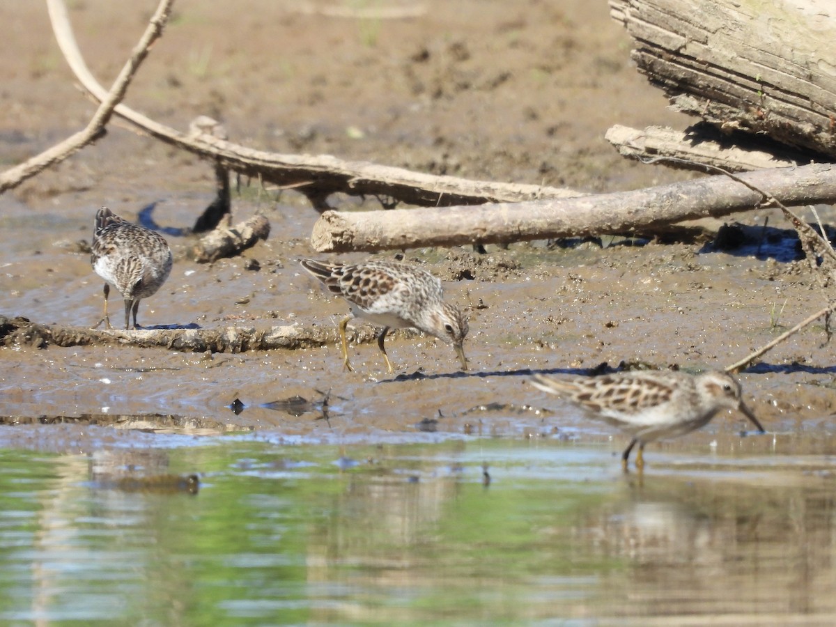 Least Sandpiper - ML634634256