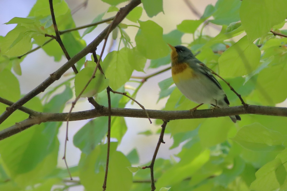 Kuzeyli Parula - ML634634268