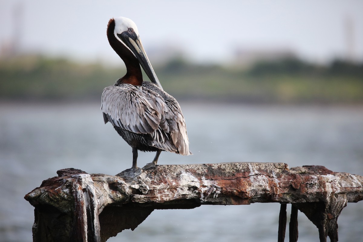 Brown Pelican (Atlantic) - ML634634406