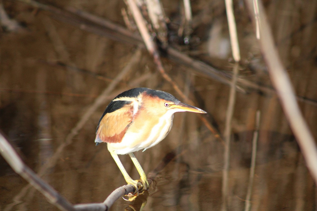 Least Bittern - ML634634418