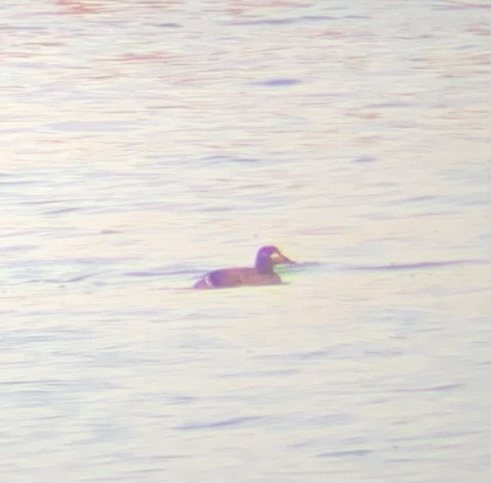 White-winged Scoter - ML634634495