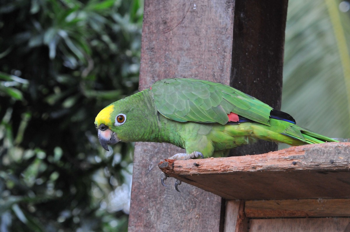 Amazona Real - ML634634499