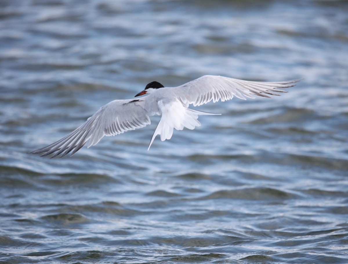 Common Tern (hirundo/tibetana) - ML634634632