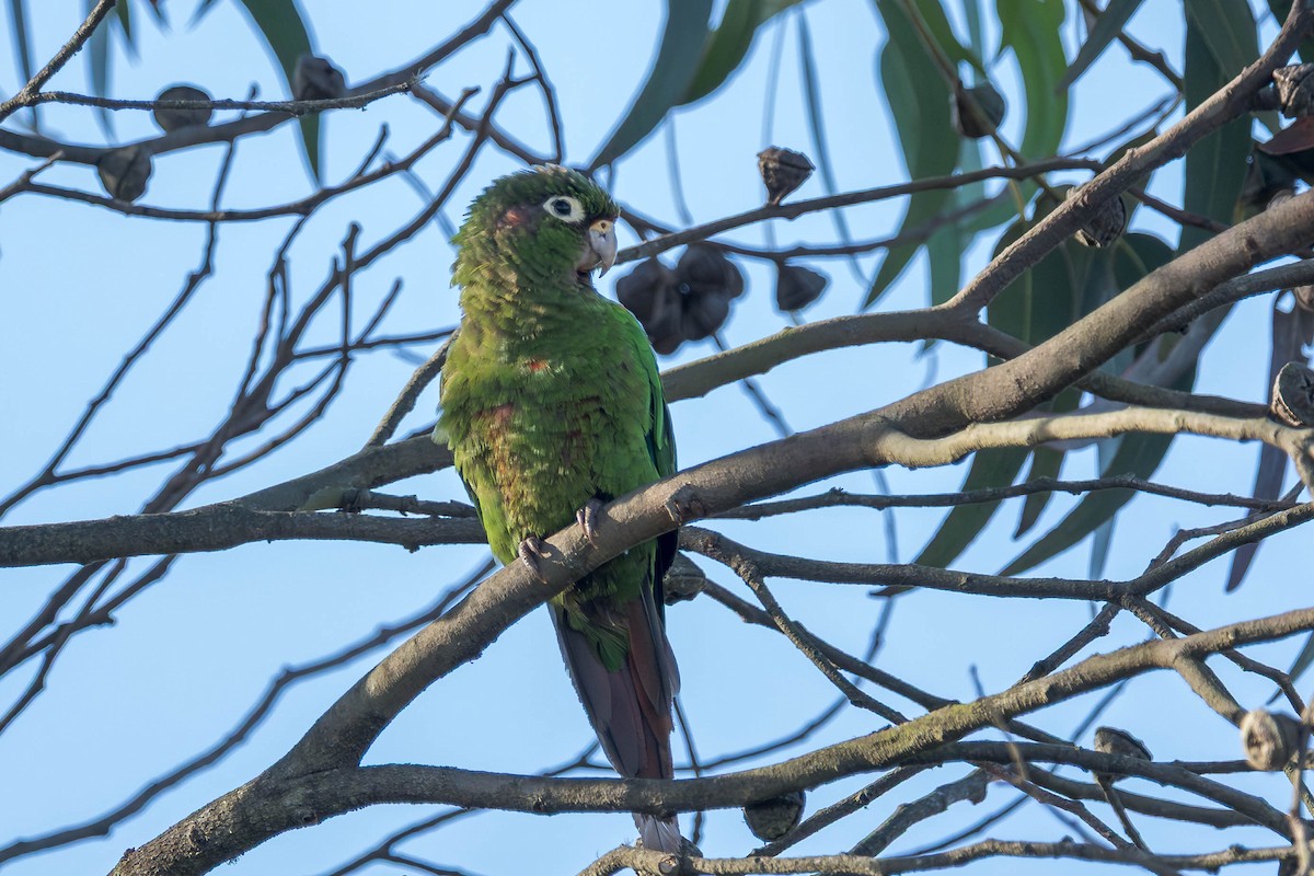 Santa Marta Parakeet - ML634634639
