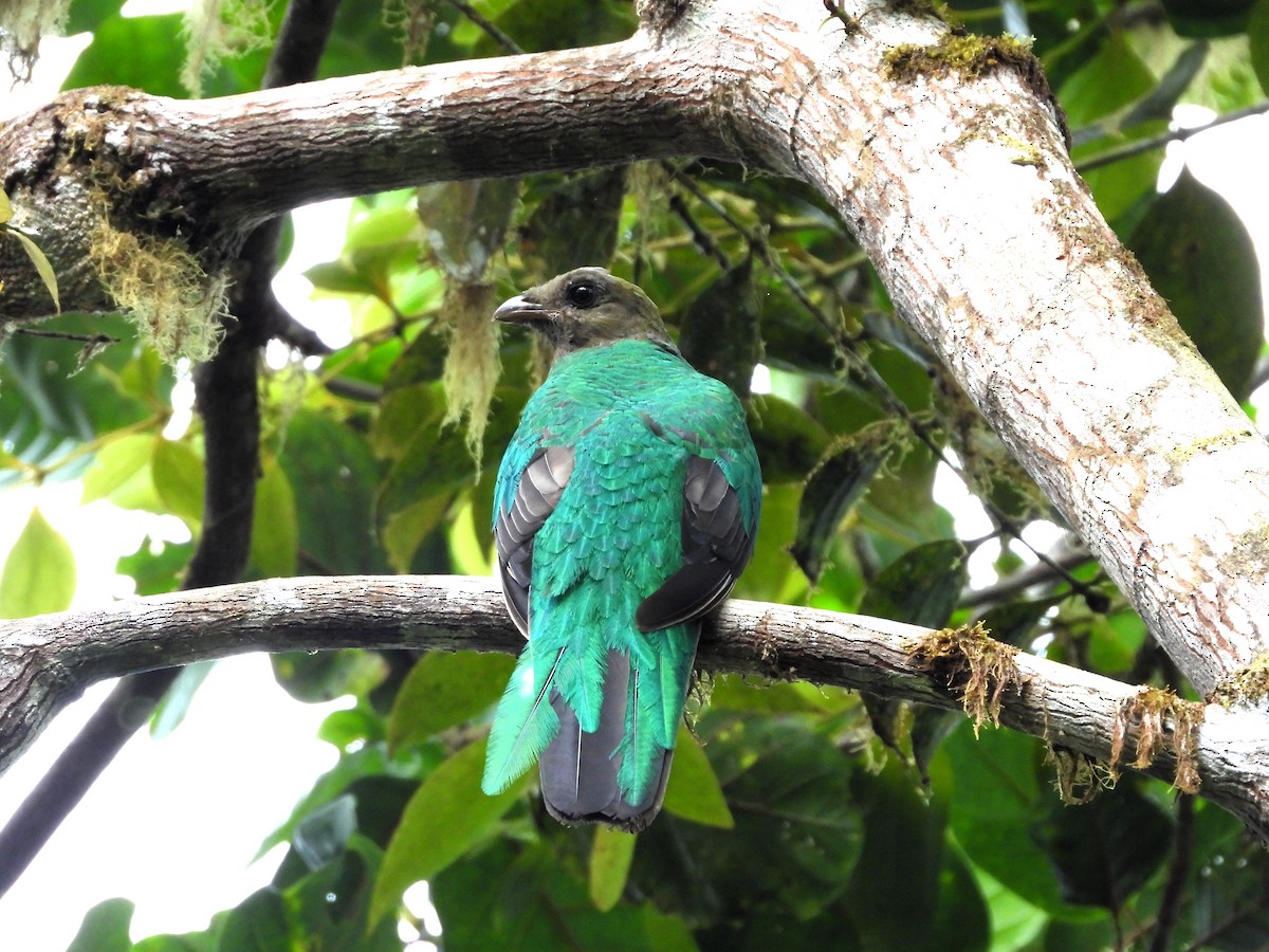 Golden-headed Quetzal - ML634634651