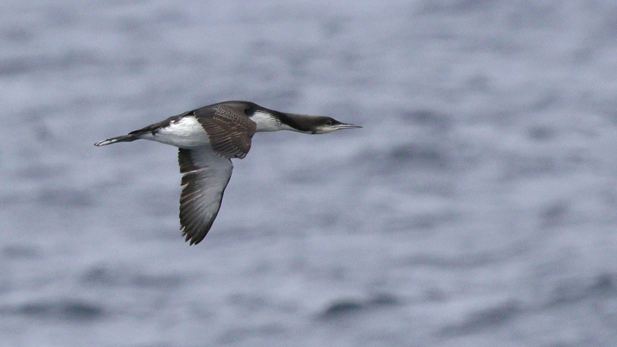 Pacific Loon - ML634634670