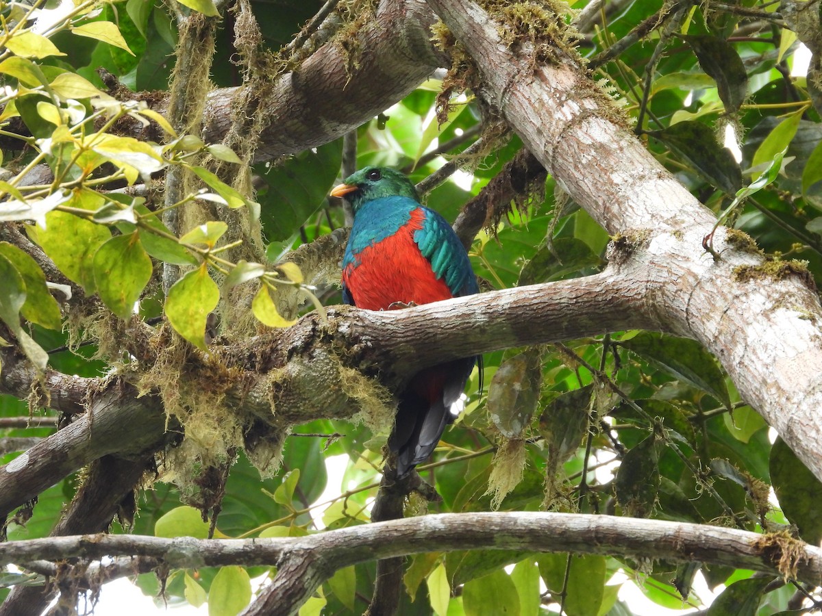 Golden-headed Quetzal - ML634634703