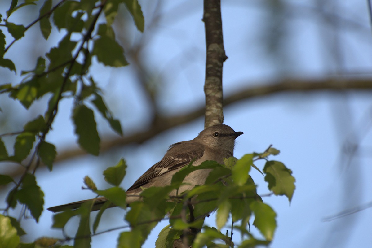 Northern Mockingbird - ML634634733