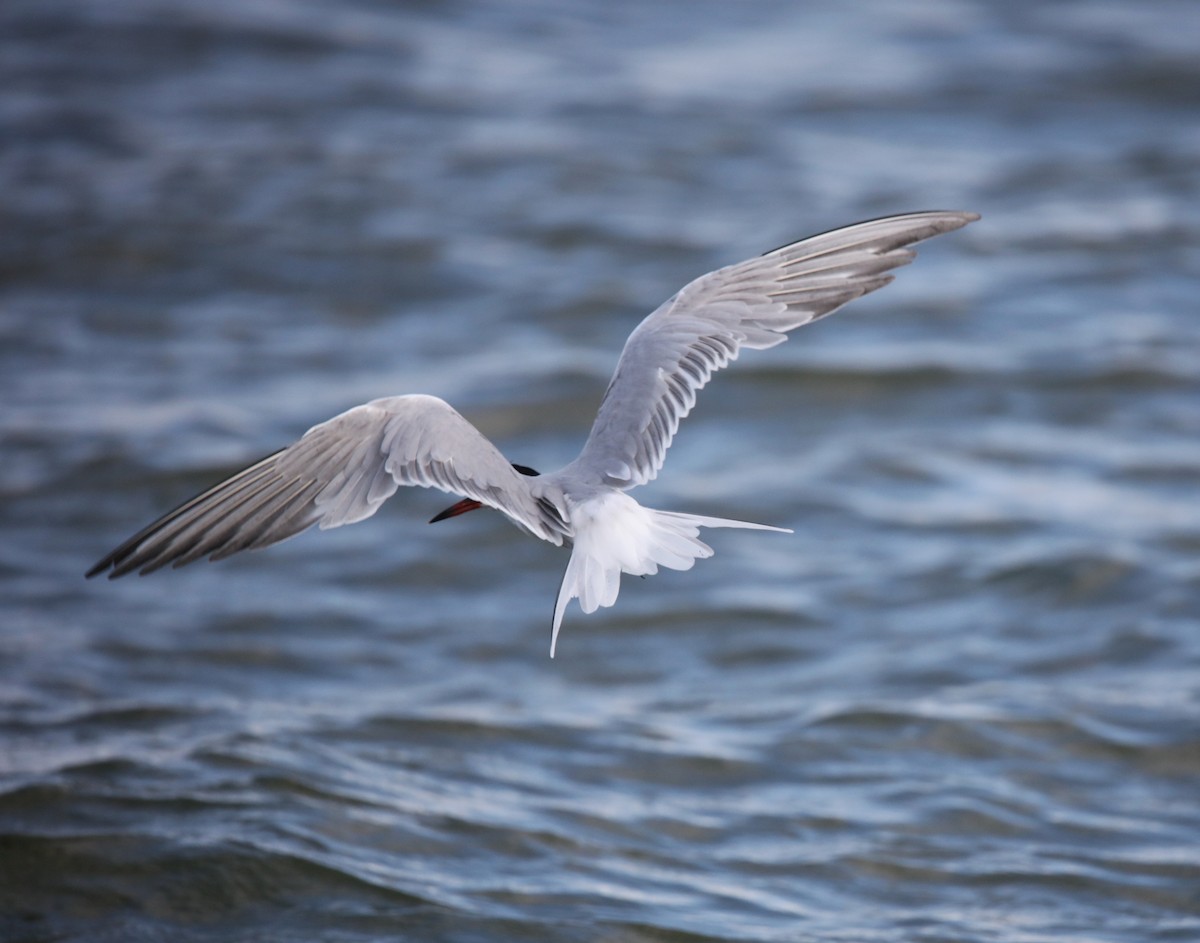 Common Tern (hirundo/tibetana) - ML634634739