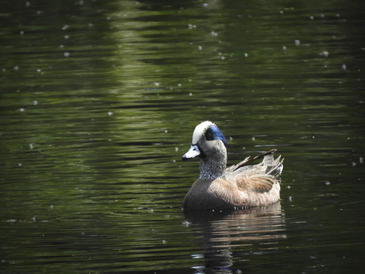 American Wigeon - ML634634865