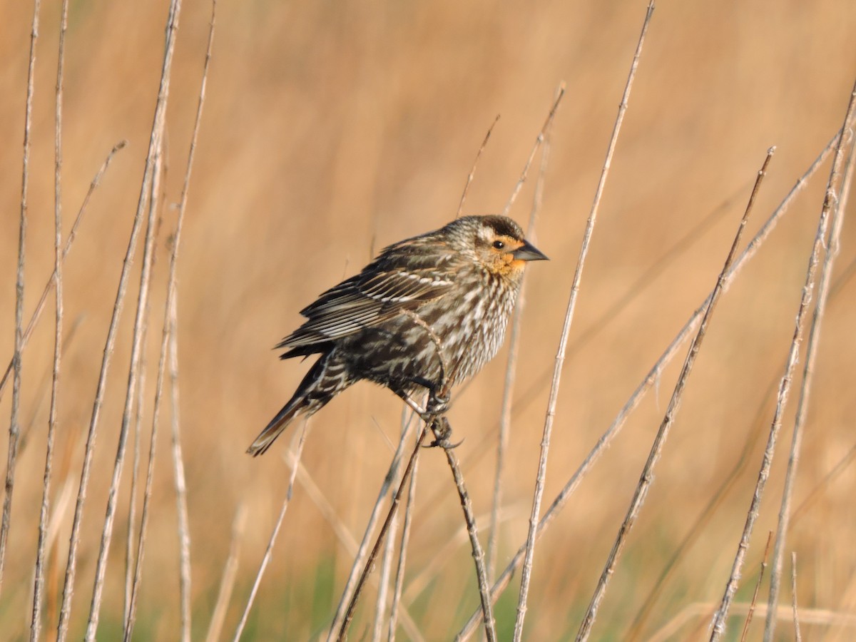 Red-winged Blackbird - ML634634913