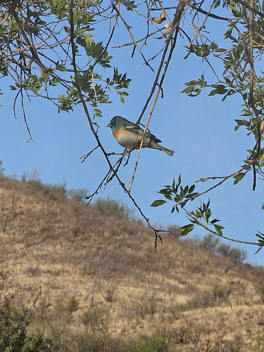 Lazuli Bunting - ML634634936