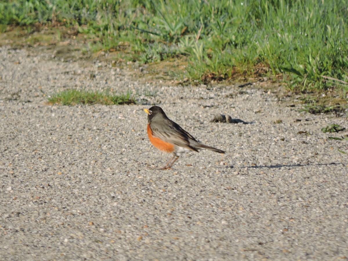 American Robin - ML634634946