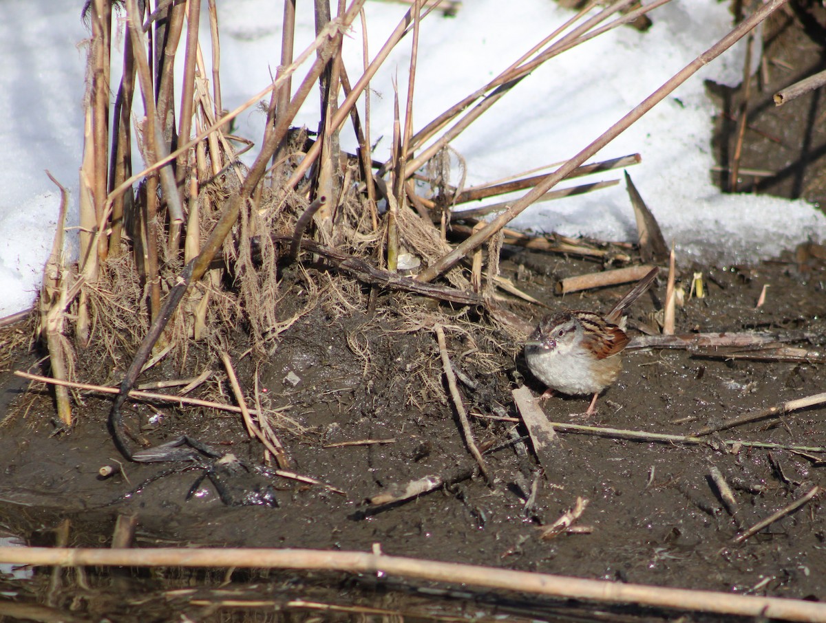 Swamp Sparrow - ML634634947