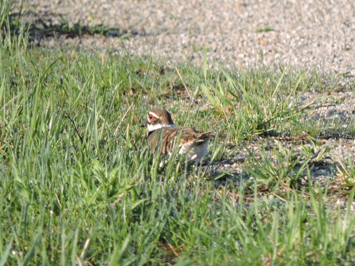 Killdeer - ML634634958