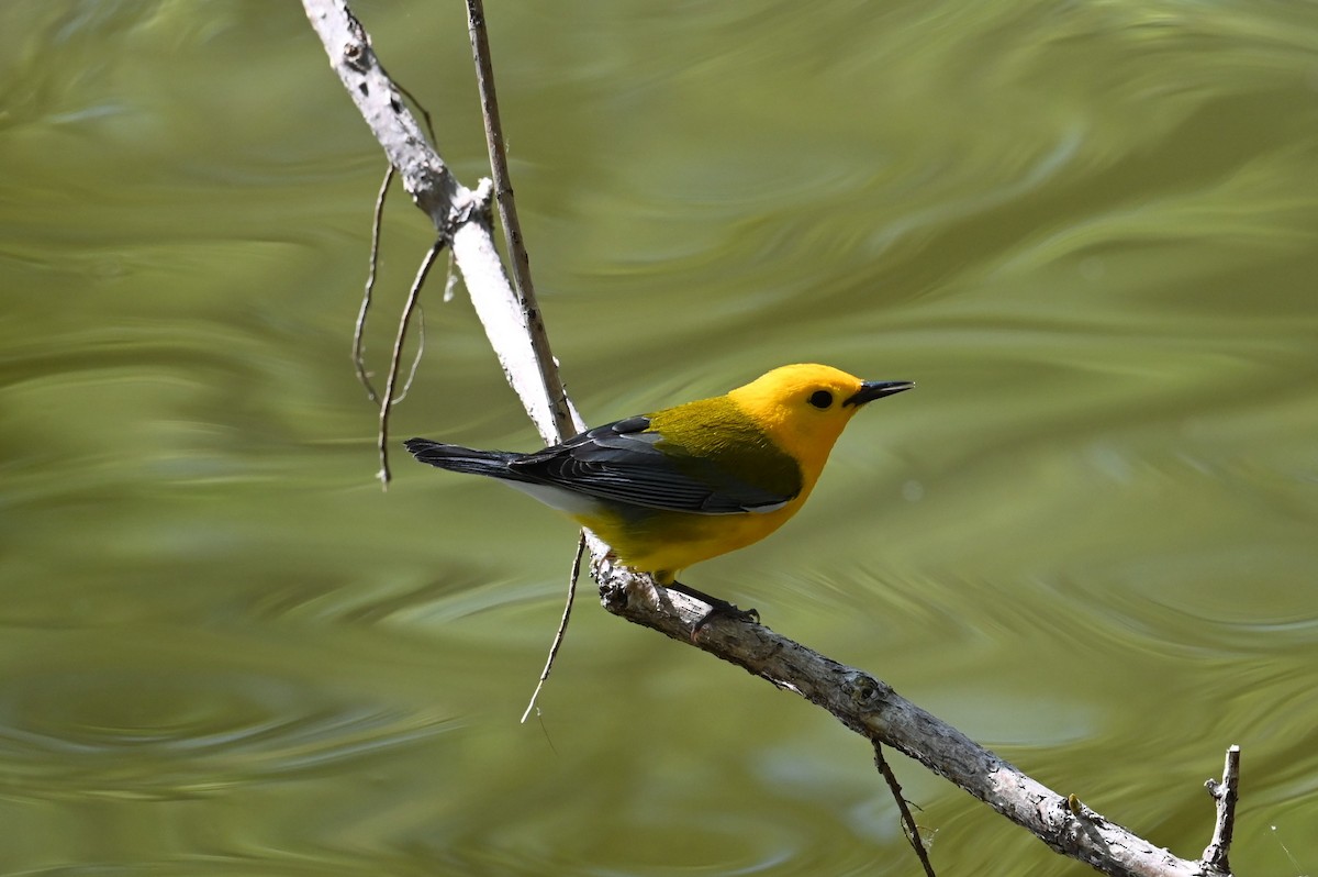 Prothonotary Warbler - ML634634970