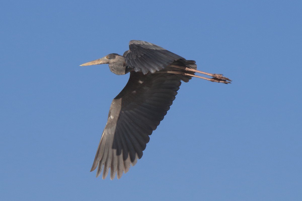 Humblot's Heron - ML634634978