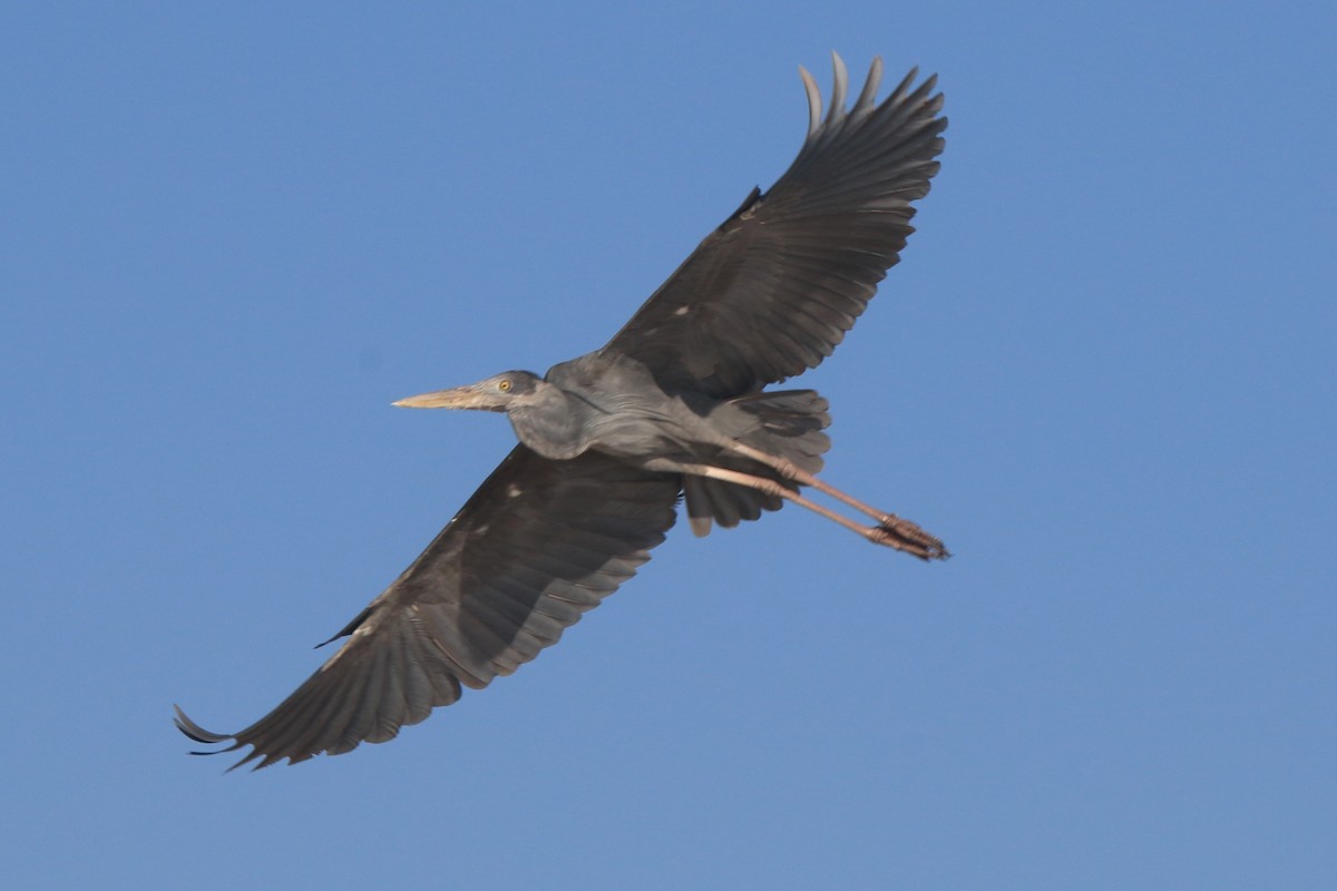 Humblot's Heron - ML634634985