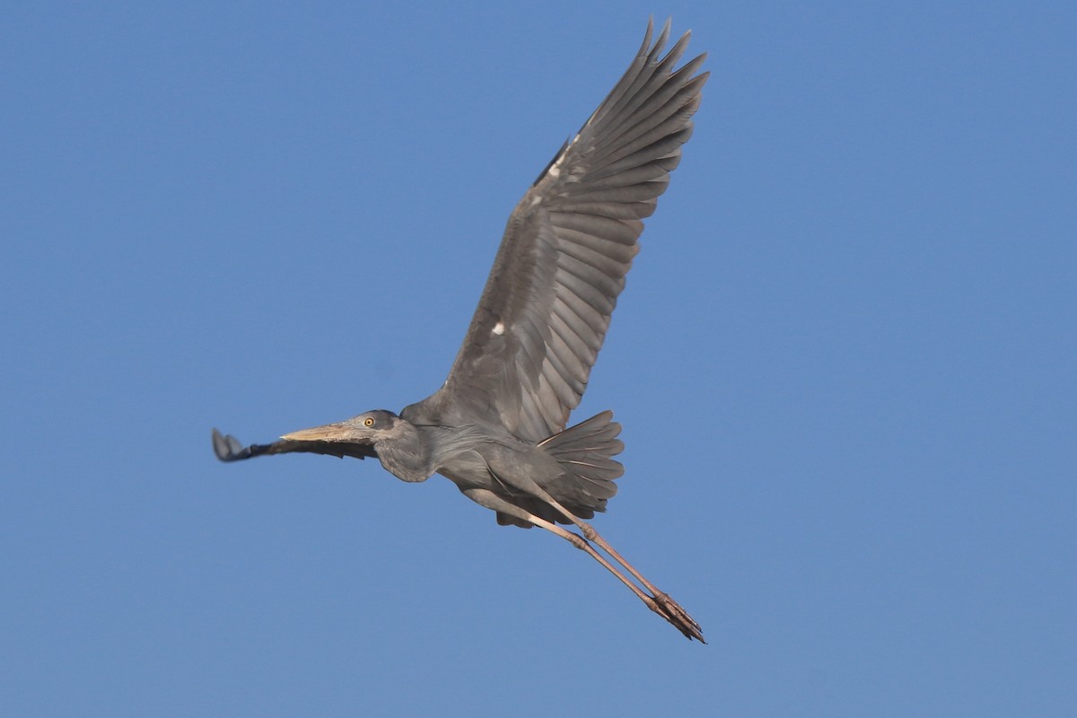 Humblot's Heron - ML634634989