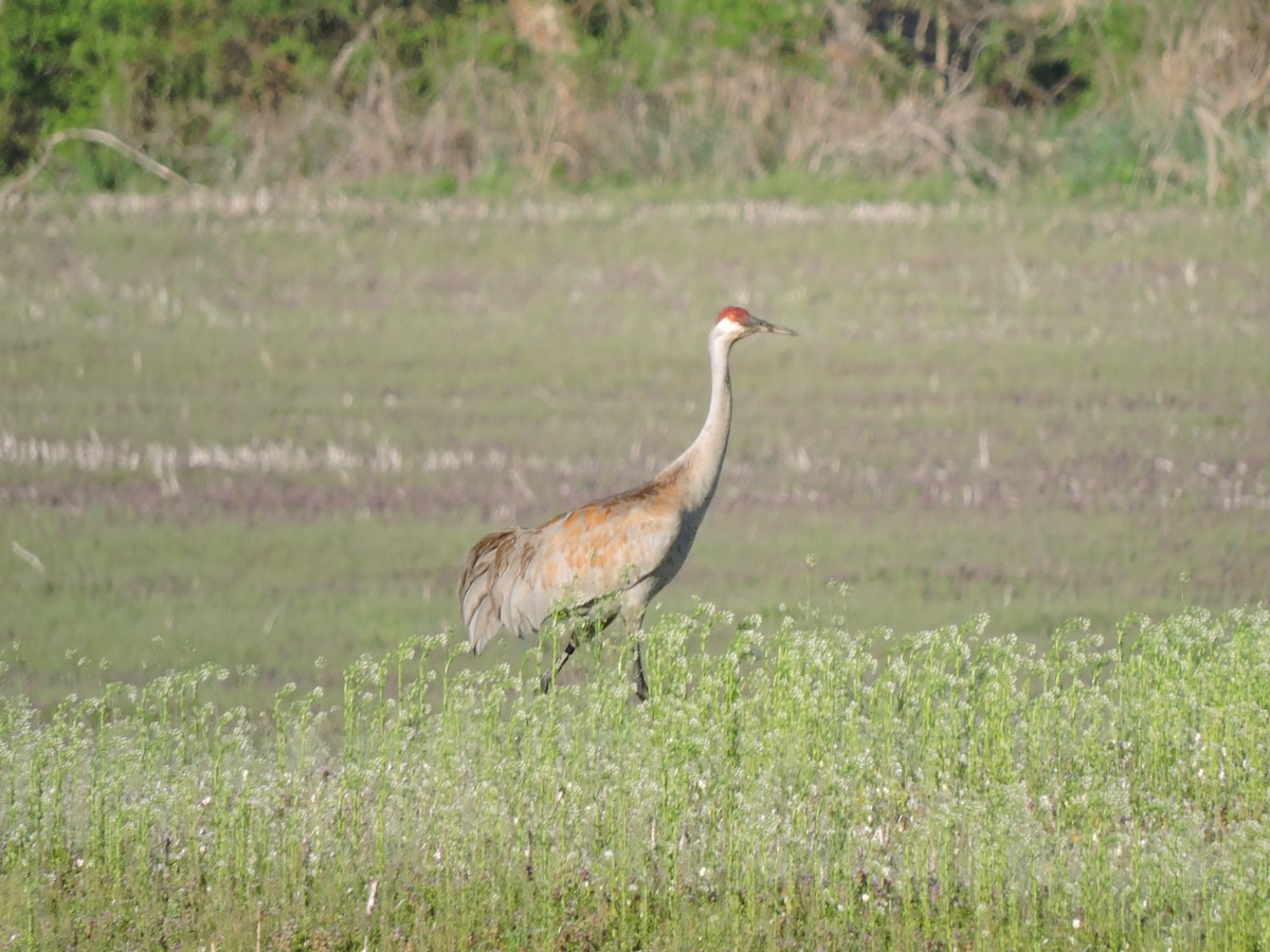 Sandhill Crane - ML634635040