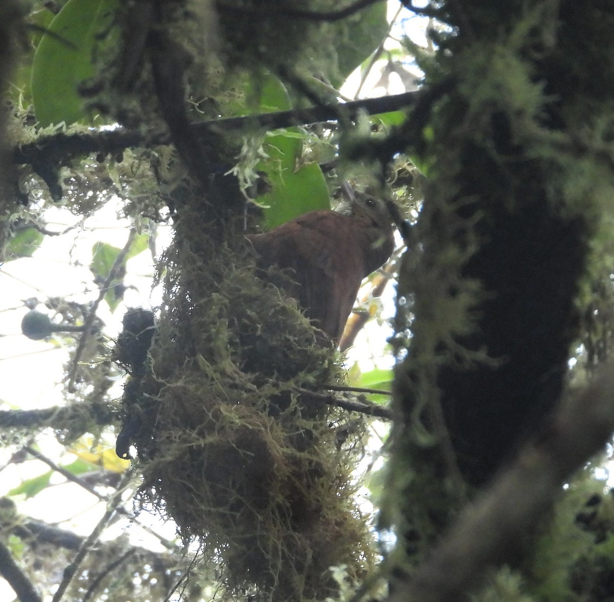 Fulvous-dotted Treerunner - ML634635046