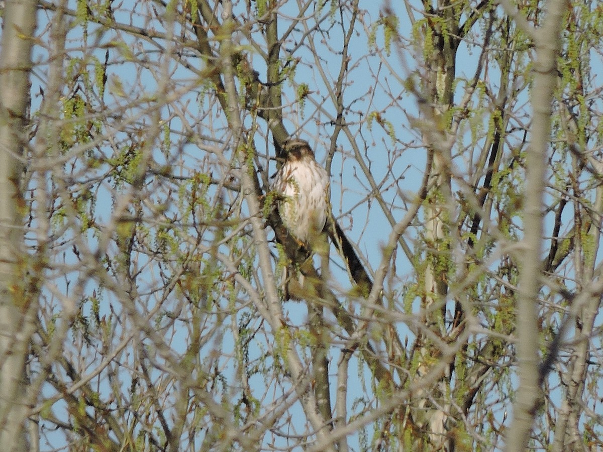 Red-shouldered Hawk - ML634635106