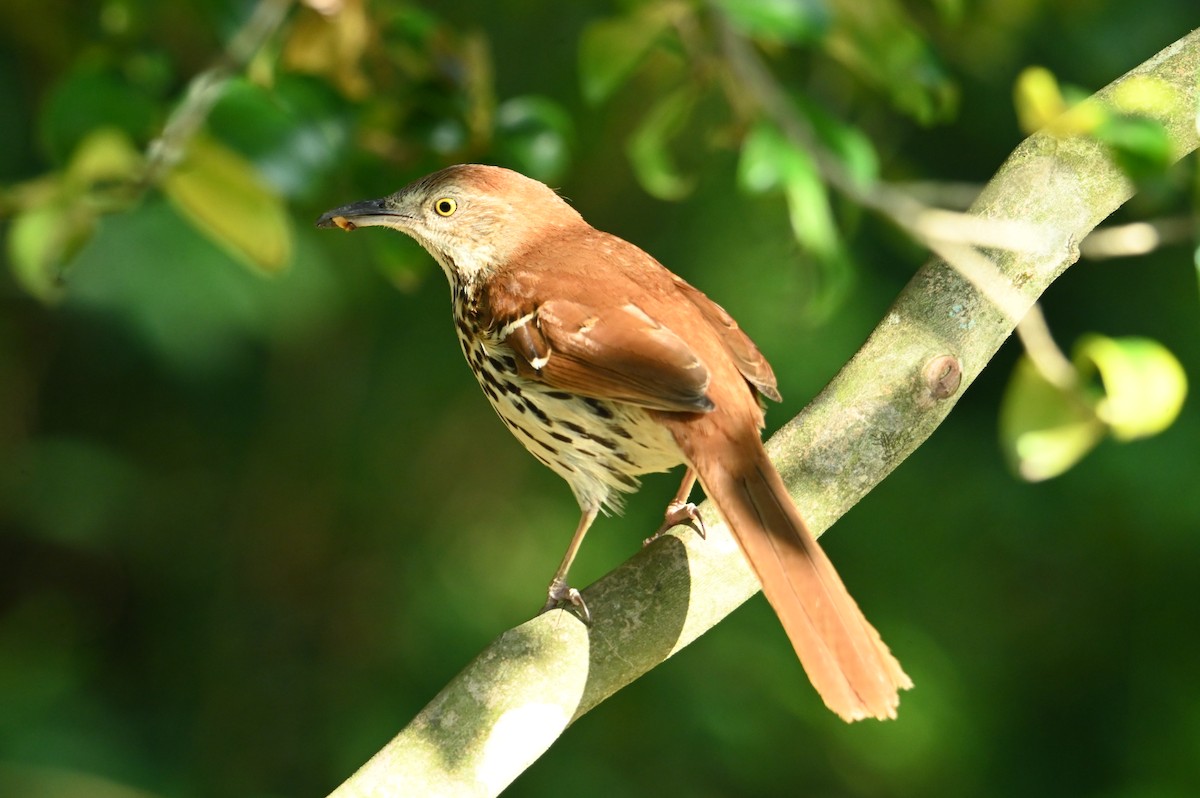 Brown Thrasher - ML634635165