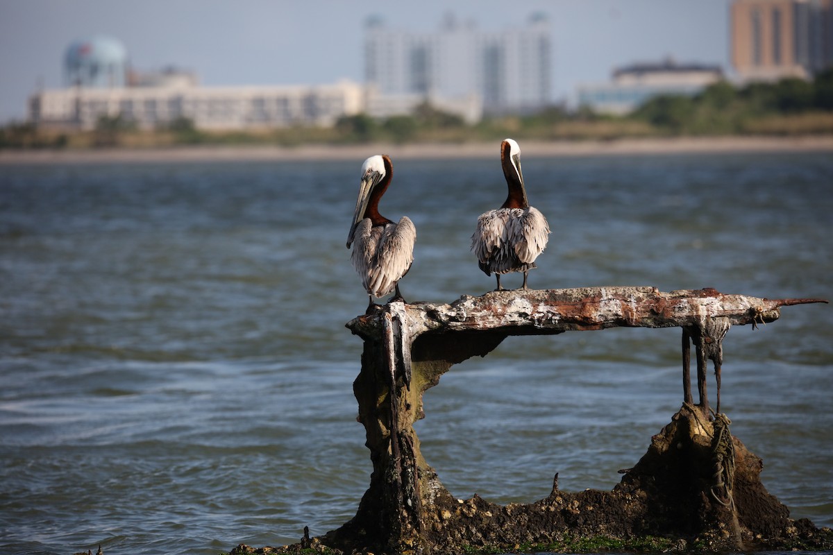 Brown Pelican (Atlantic) - ML634635180