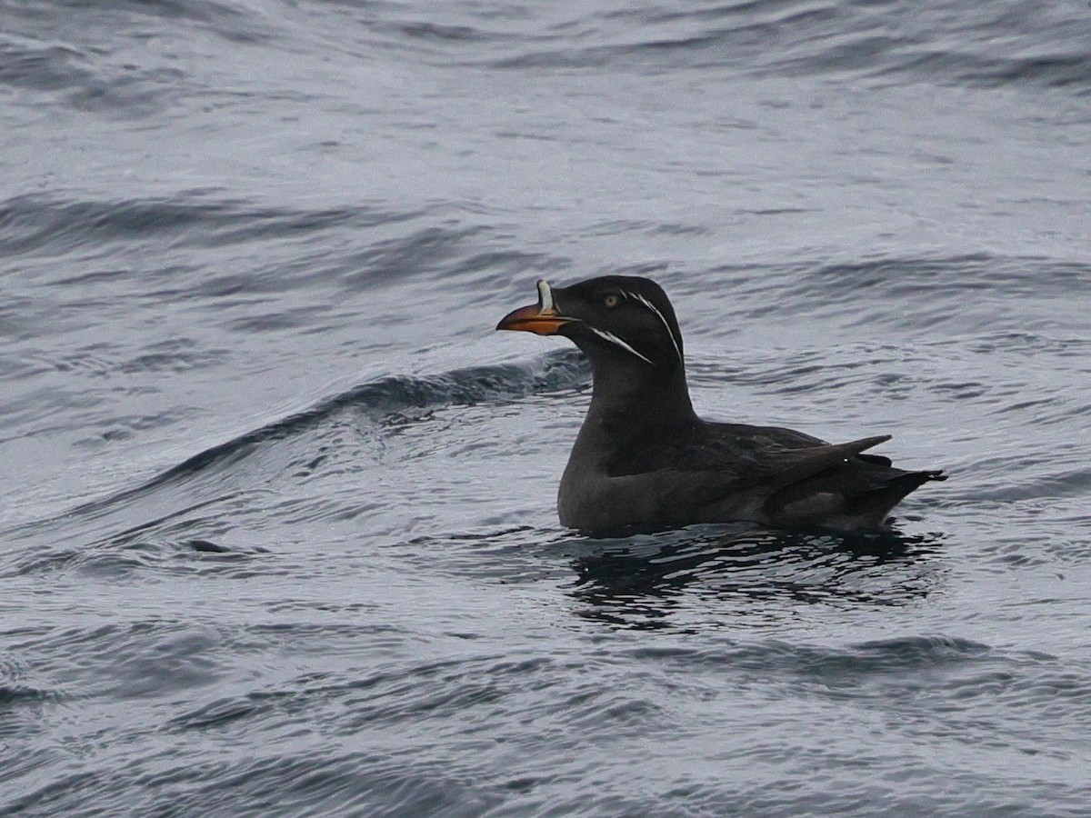 Rhinoceros Auklet - ML634635188