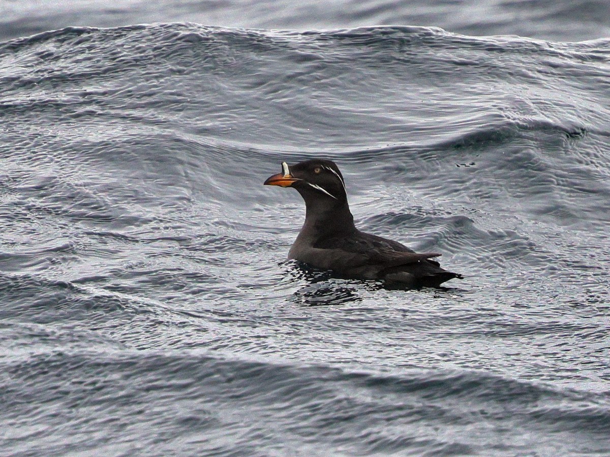 Rhinoceros Auklet - ML634635189