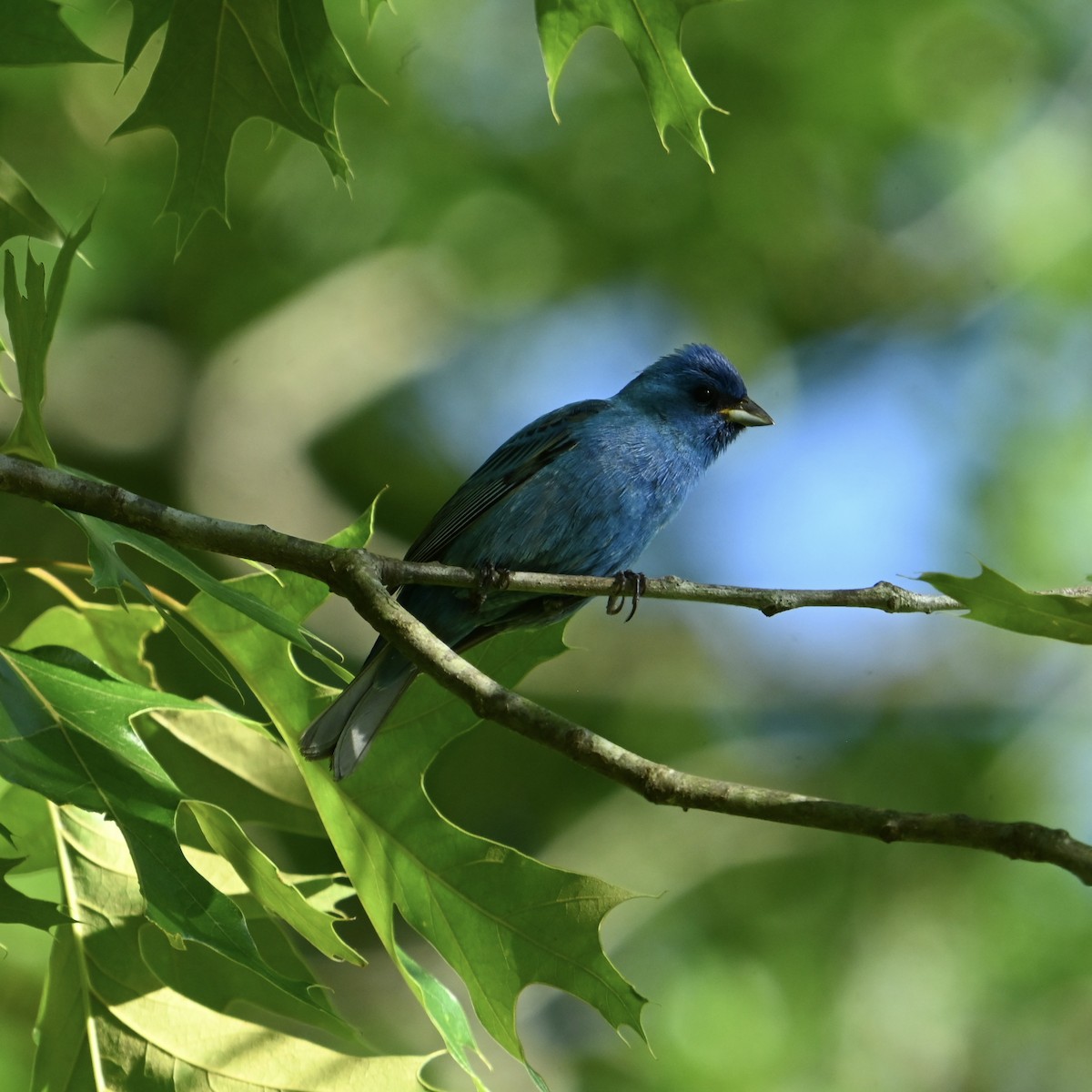 Indigo Bunting - ML634635199