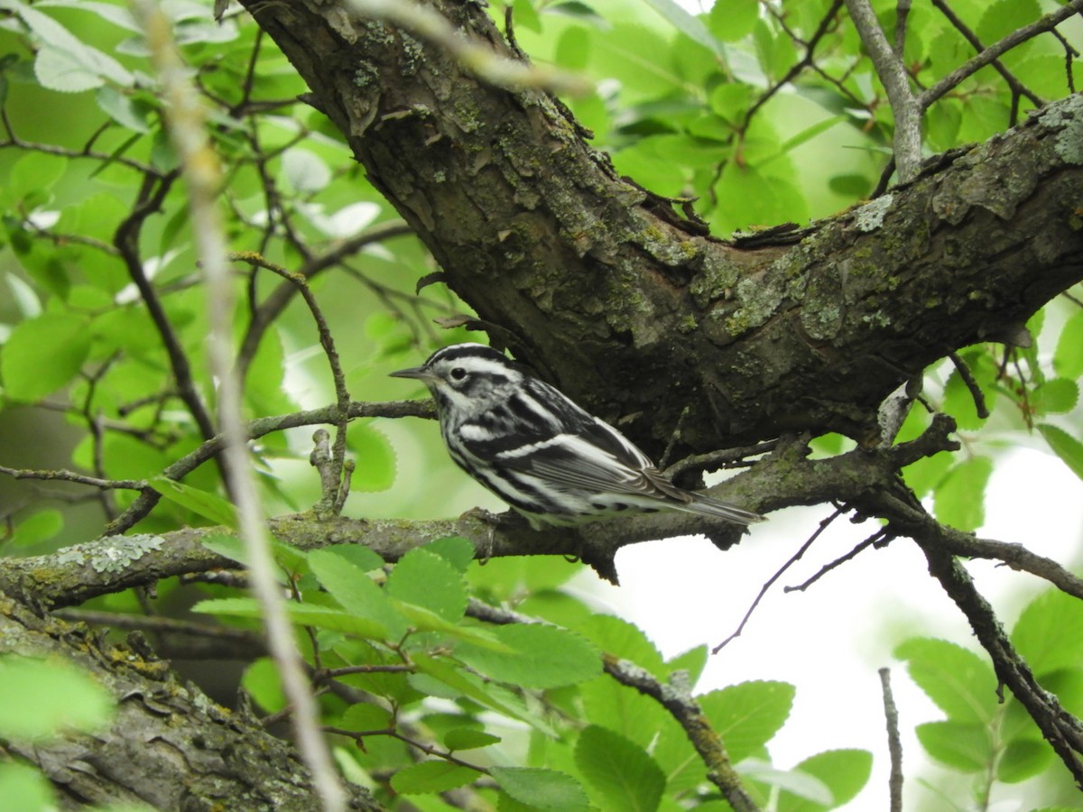 Black-and-white Warbler - ML634635204