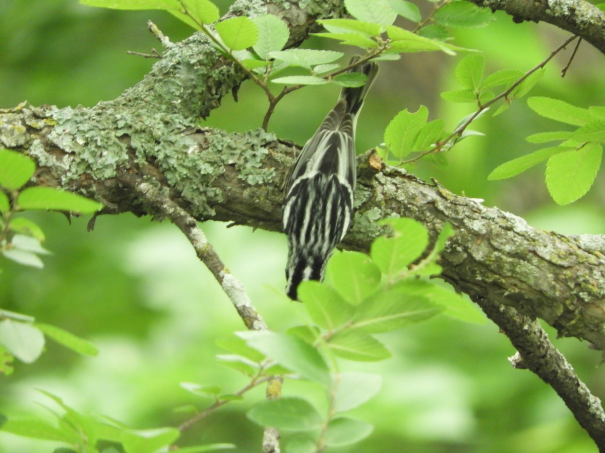 Black-and-white Warbler - ML634635205