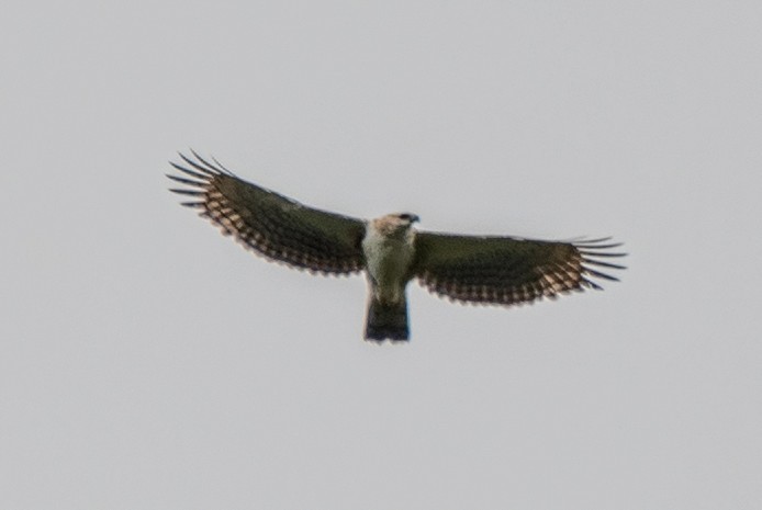 Black-and-chestnut Eagle - ML634635230