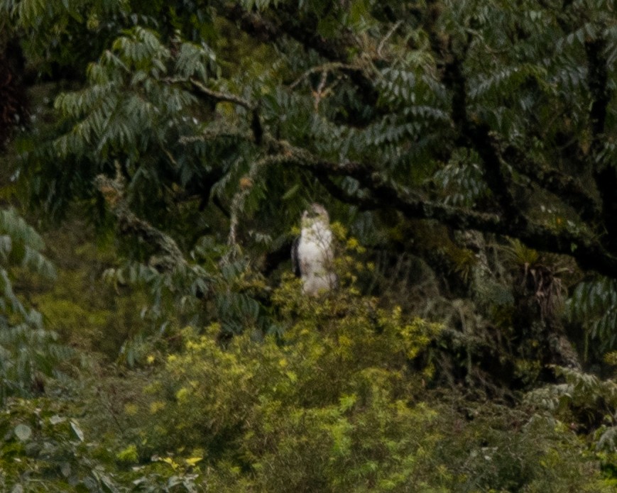 Black-and-chestnut Eagle - ML634635231