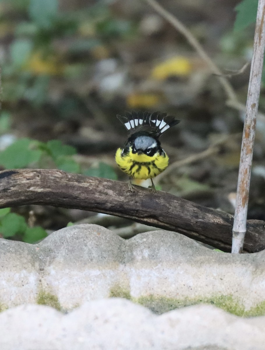 Magnolia Warbler - ML634635232