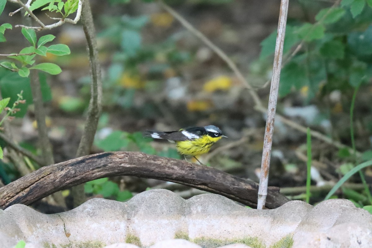 Magnolia Warbler - ML634635233