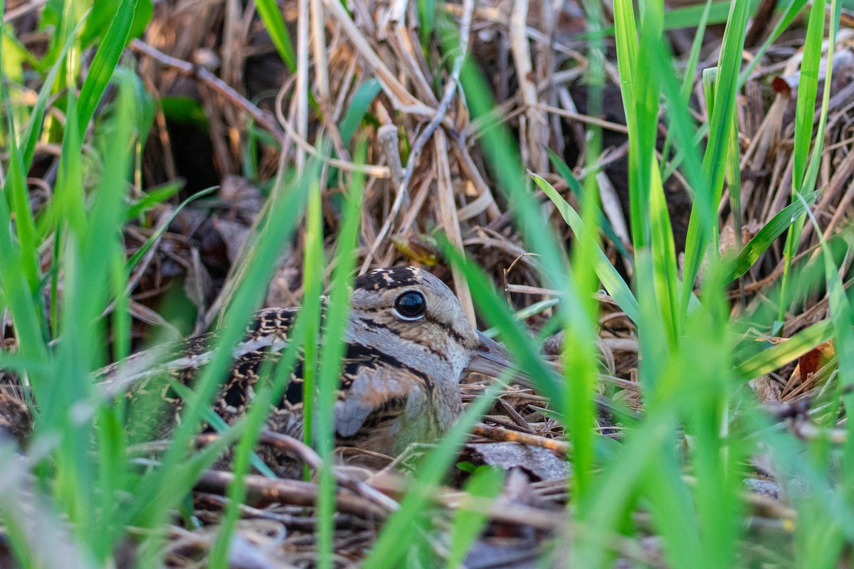 American Woodcock - ML634635236