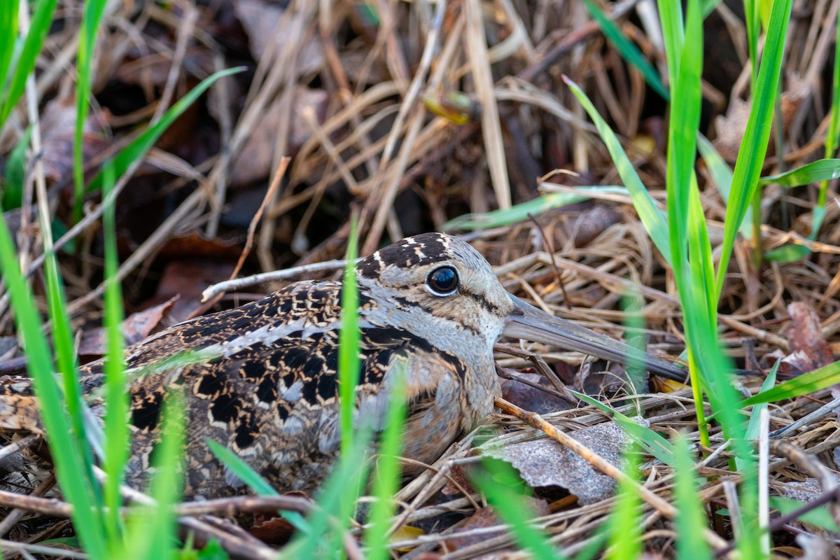 American Woodcock - ML634635237